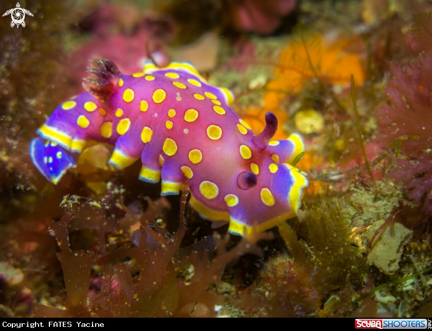 A DORIS TACHETÉE MAUVE