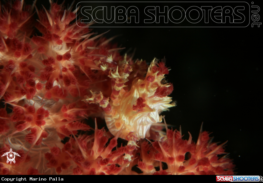 A Candy Crab