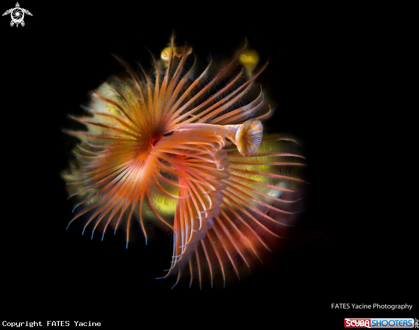 A SERPULE