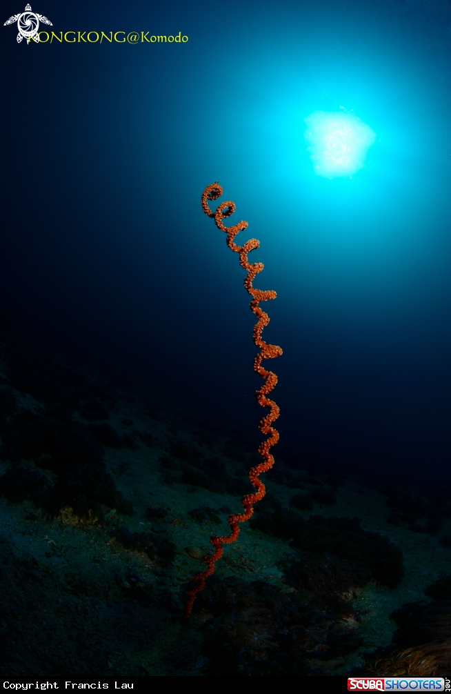 A Spiral Whip Coral