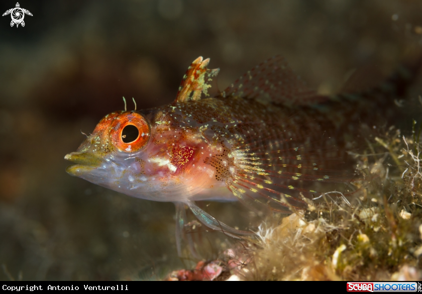 A Pesce peperoncino