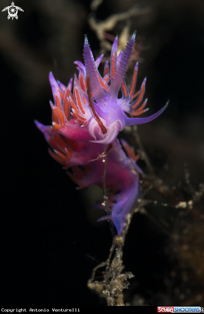 A Flabellina nudibranch