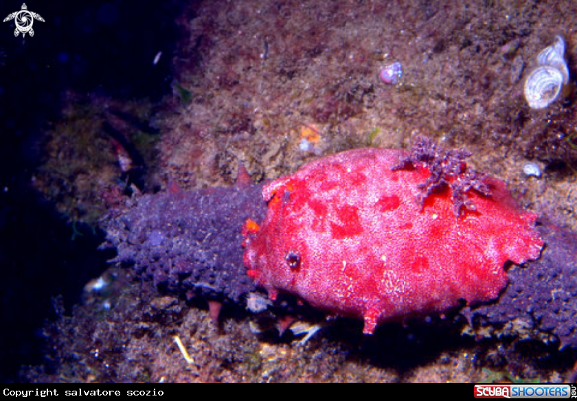 A PLATYDORIS ARGO