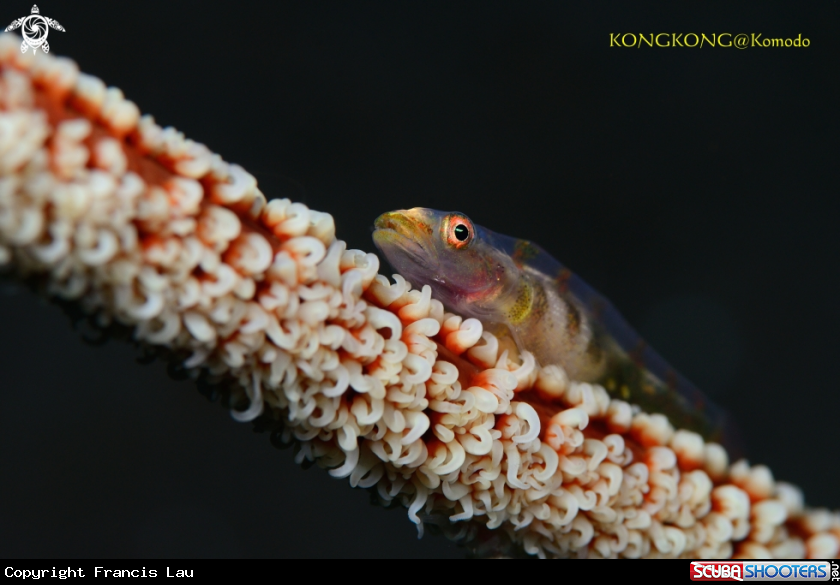 A Whip Goby