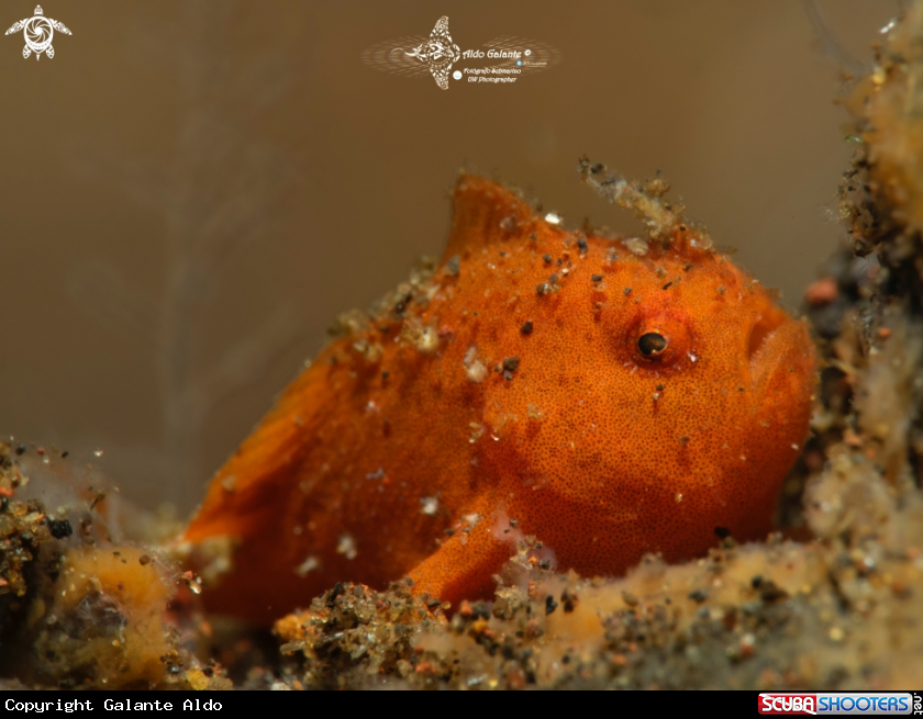 A Ocellated Frogfish