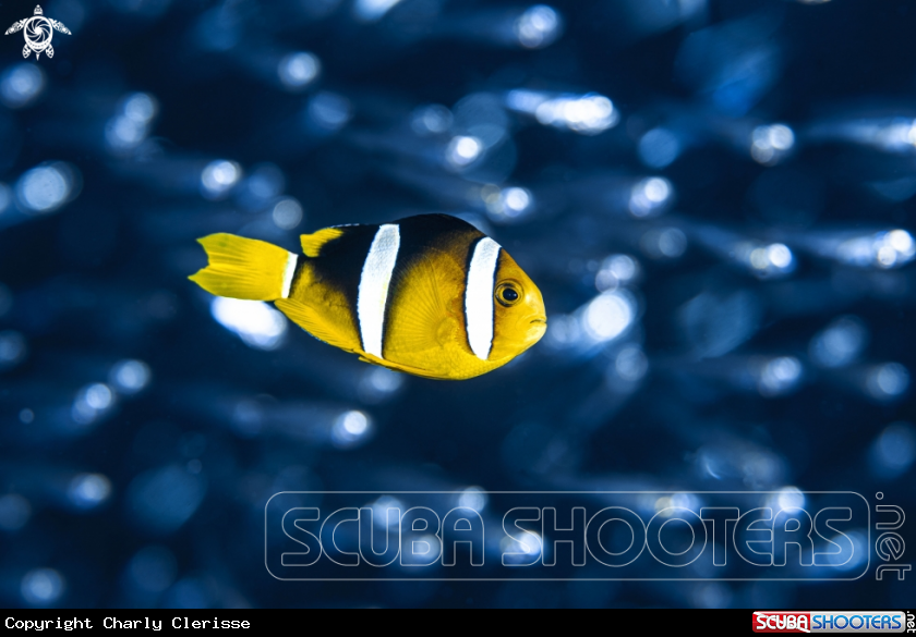 A Clark's Anemonefish