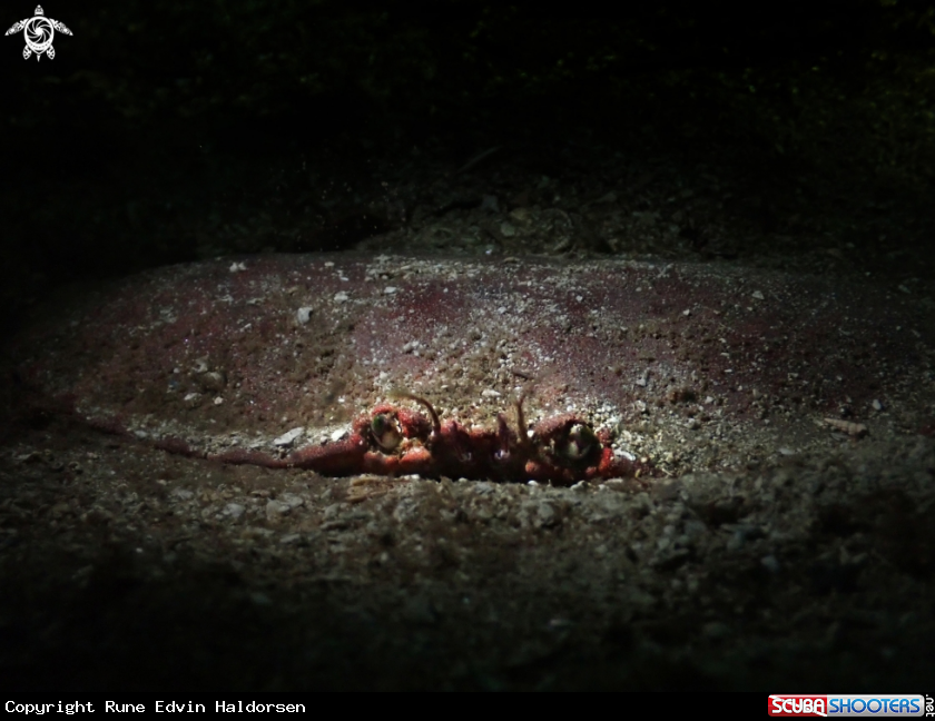 A Edible crab