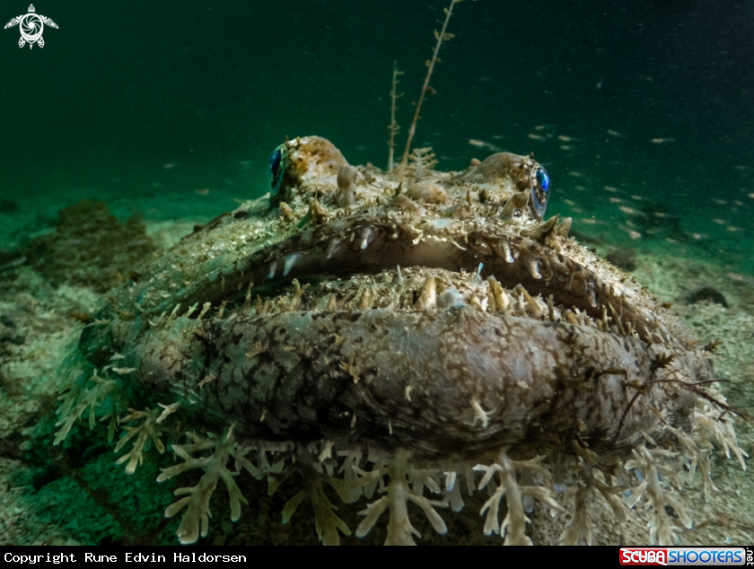 A Common monkfish