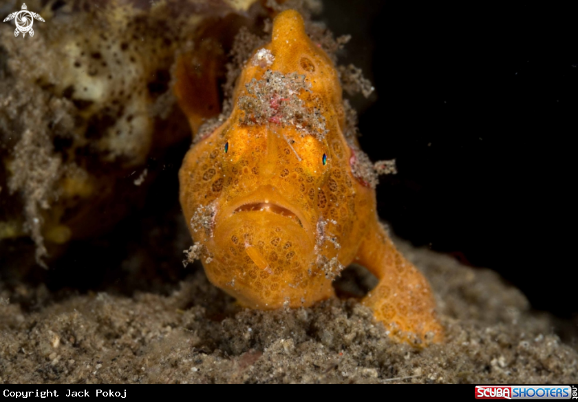 A Painted Frogfish