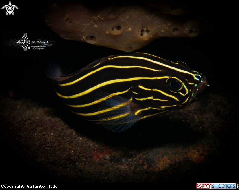 A Lined Soap Fish