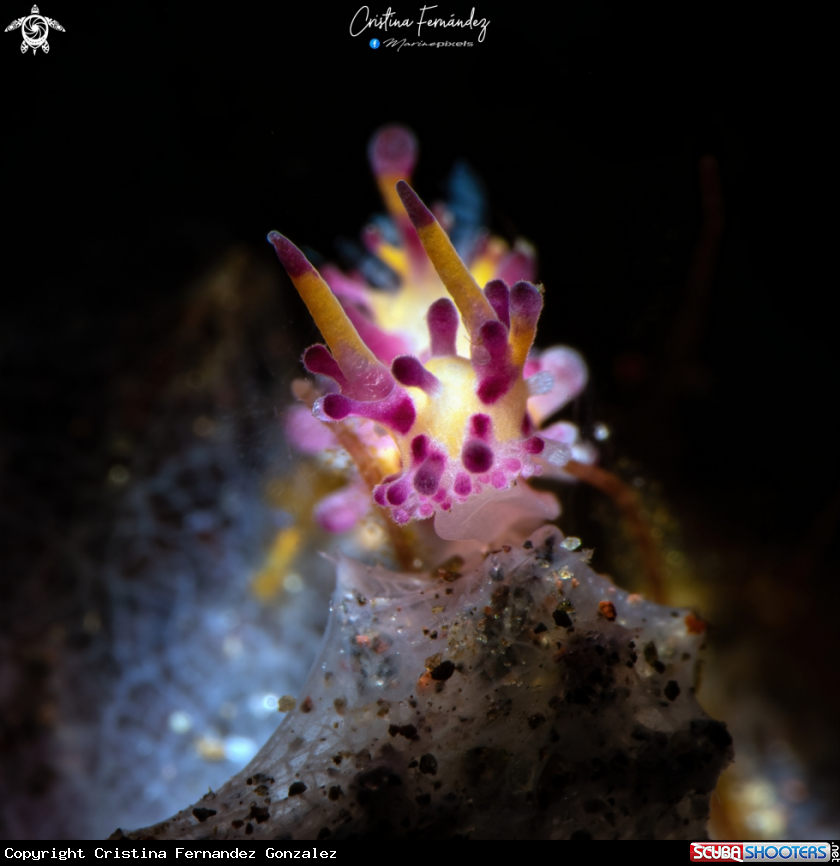 A Nudibranch