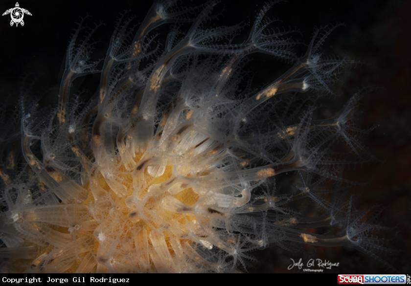 A Finger shaped sea pen