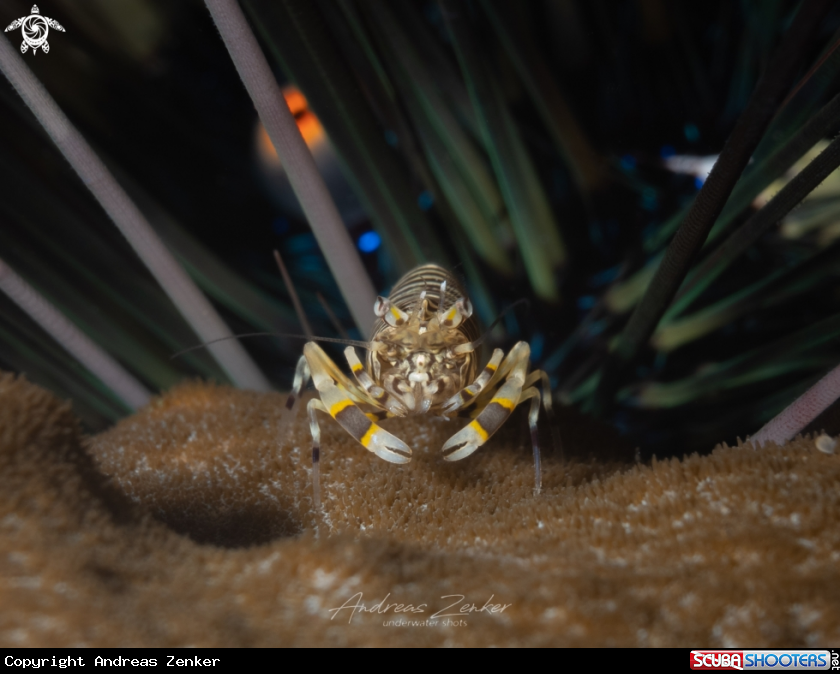 A Bumble Bee shrimp