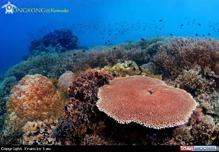 A Coral Garden