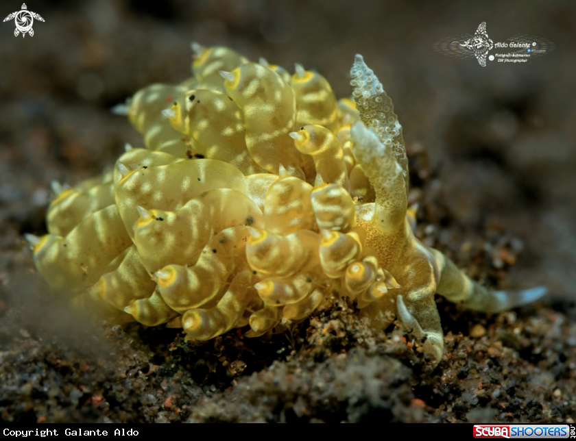 A Aeolid Nudibranch