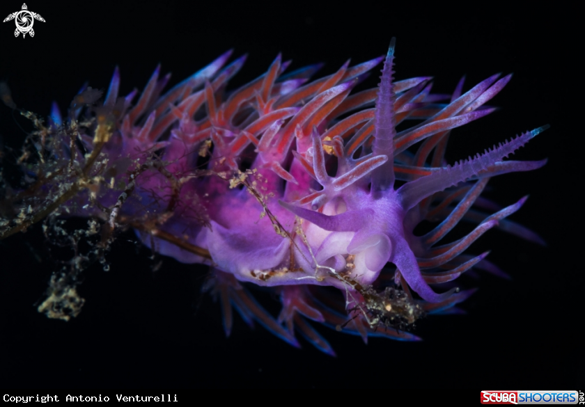 A Flabellina nudibranch