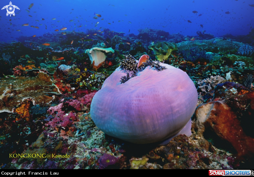 A Ball Anemone