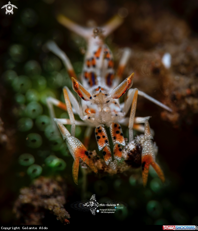 A Spiny Tiger Shrimp. 