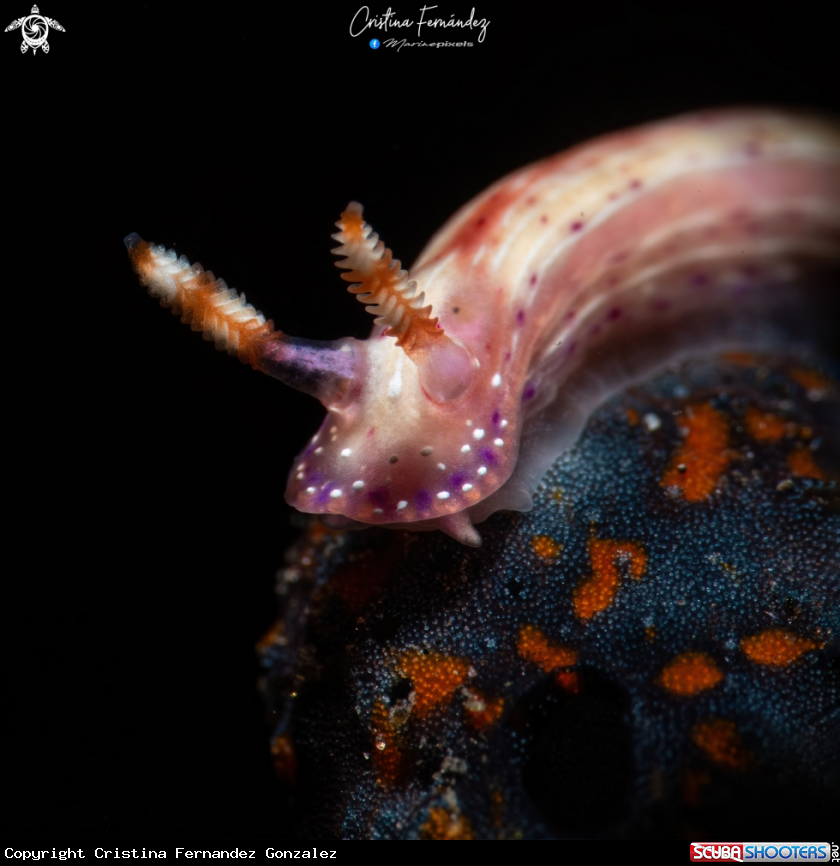 A Nudibranch