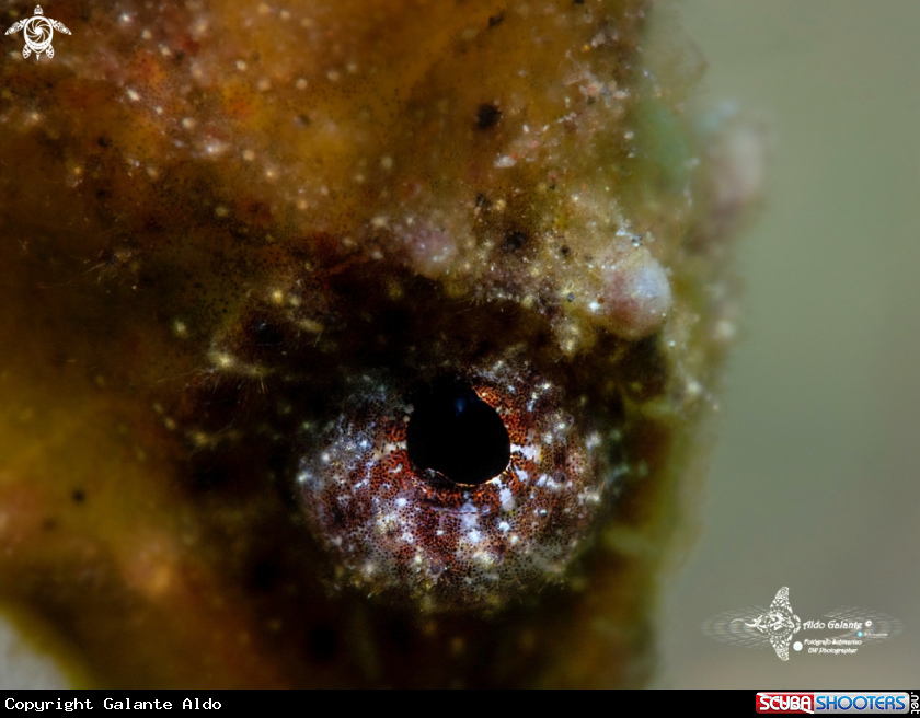 A Thorny Seahorse