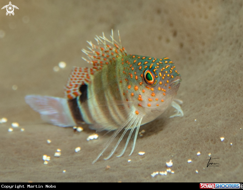 A Redspotted hawkfish