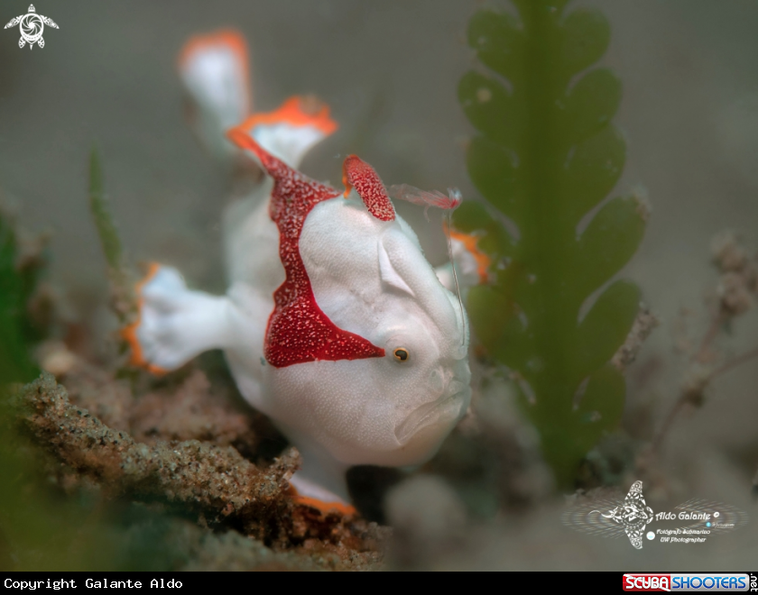 A Warty Frogfish
