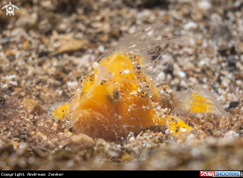 A Hairy frogfish (juvenile)