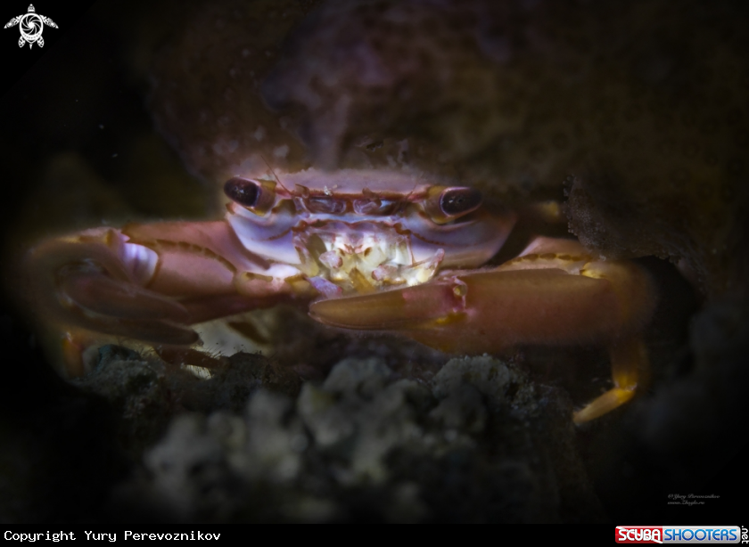 A Small crab