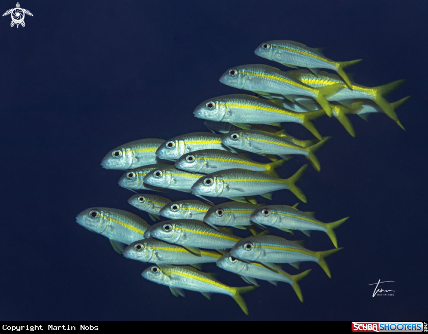 A Yellow Goatfish
