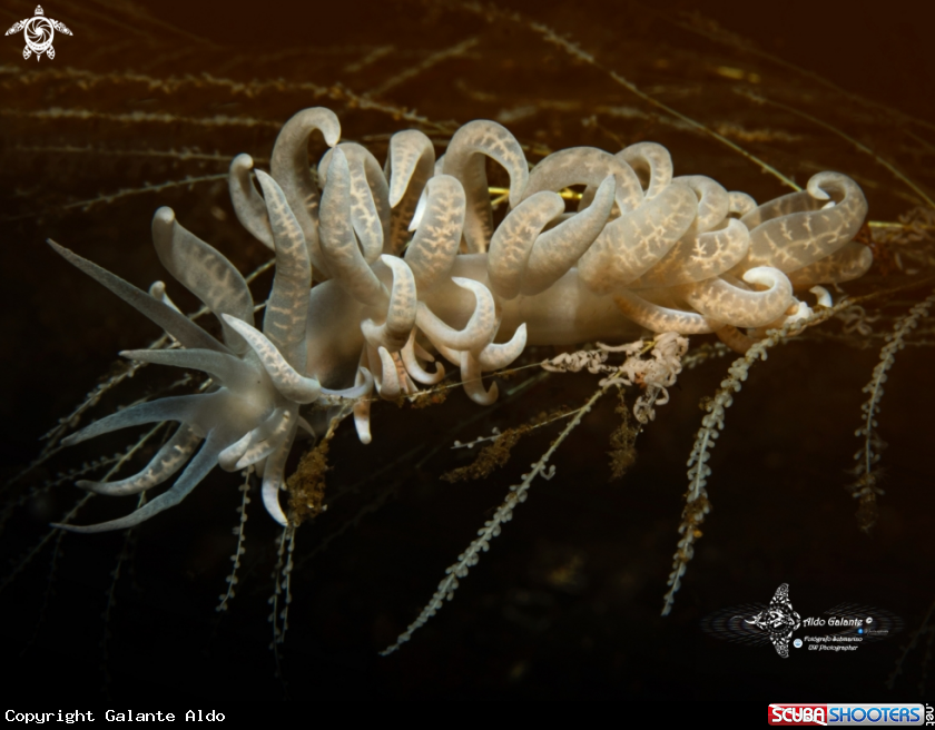 A Phyllodesmium Sea Slug (10cm / 4 Inch)