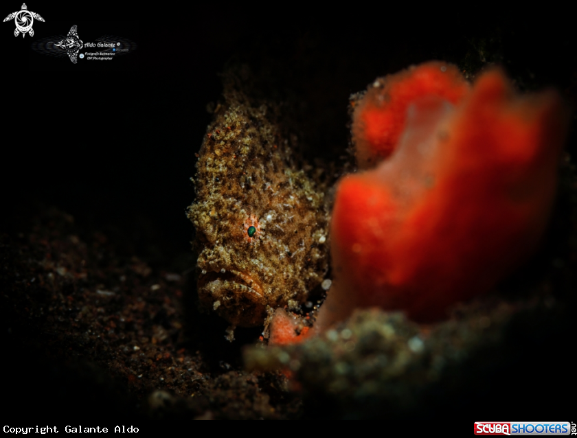 A Frogfish