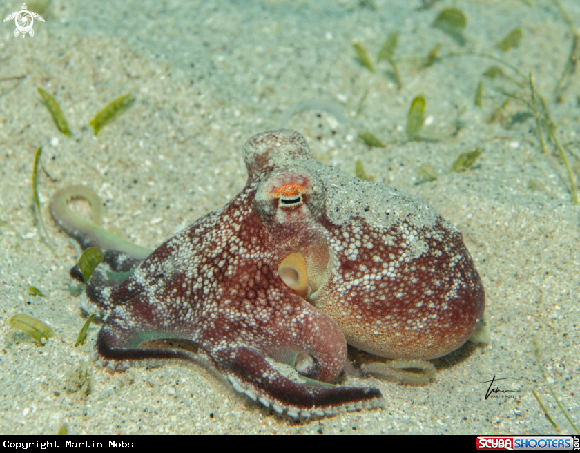 A Brownstriped Octopus