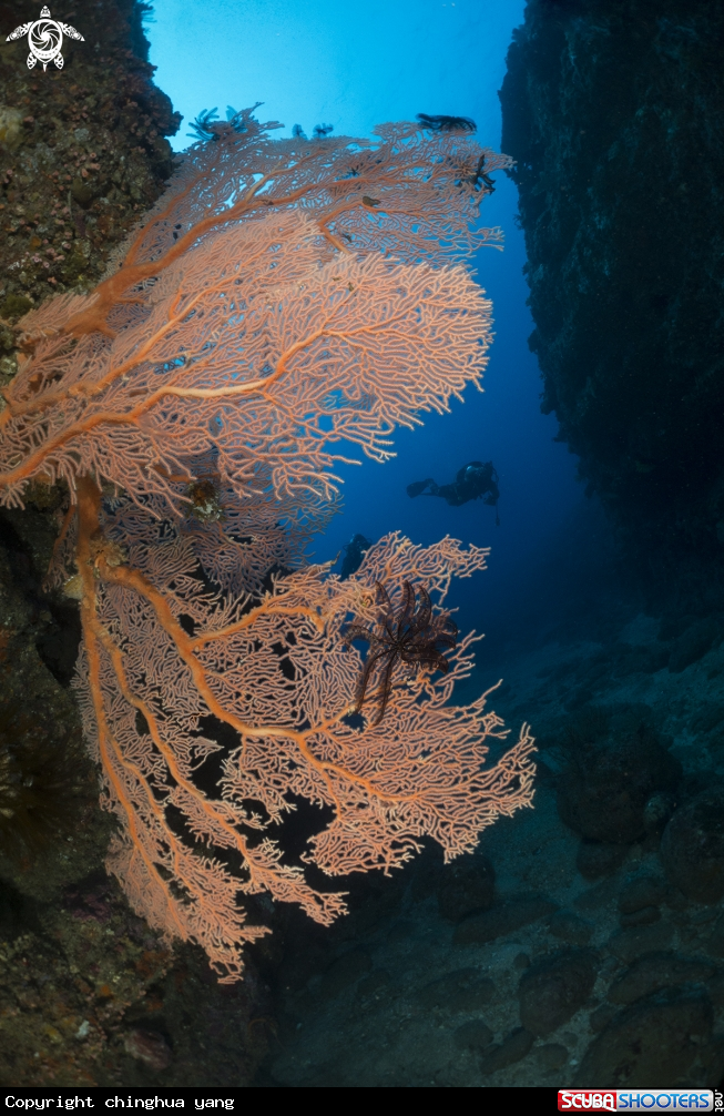 A softcoral