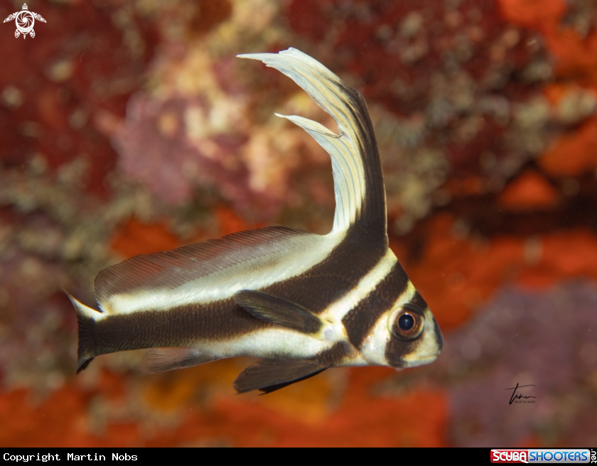 A Spotted Drum