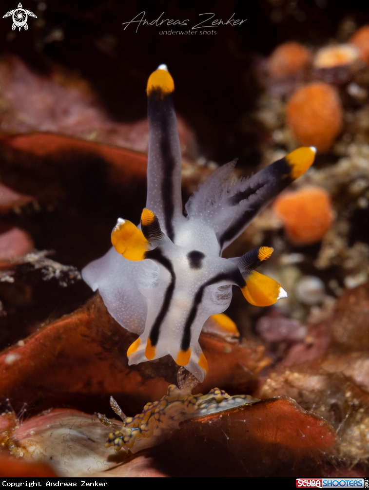 A Helicopter Nudibranch