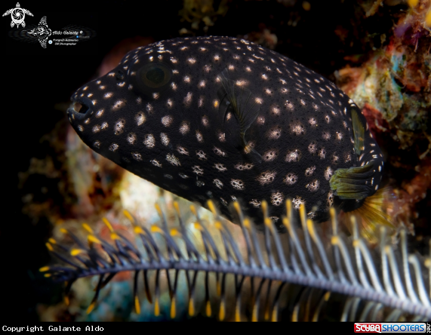 A Puffer Fish Juvenil