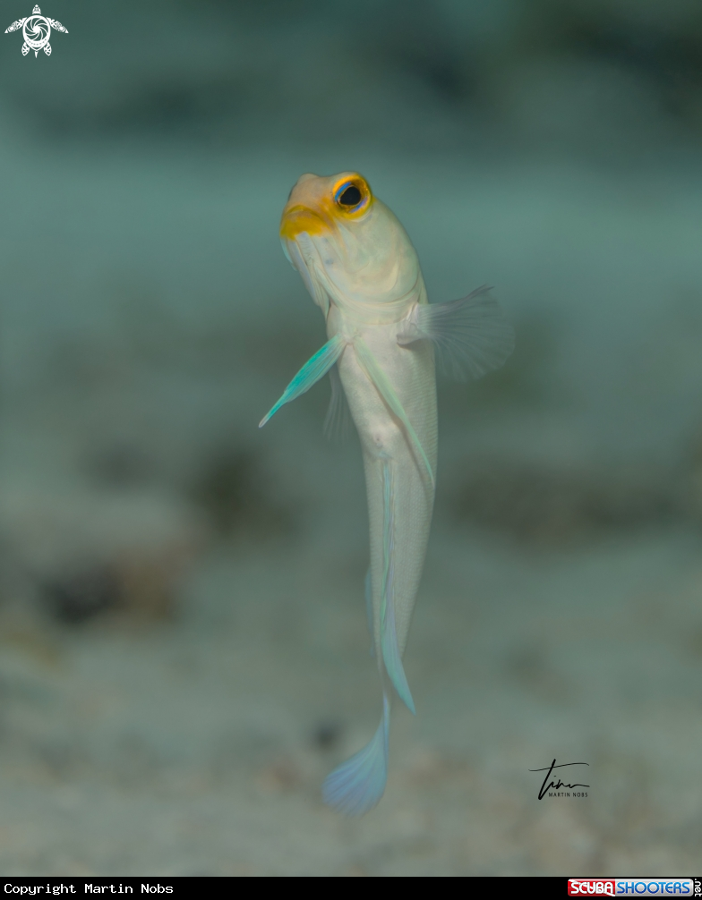 A Yellowhead Jawfish