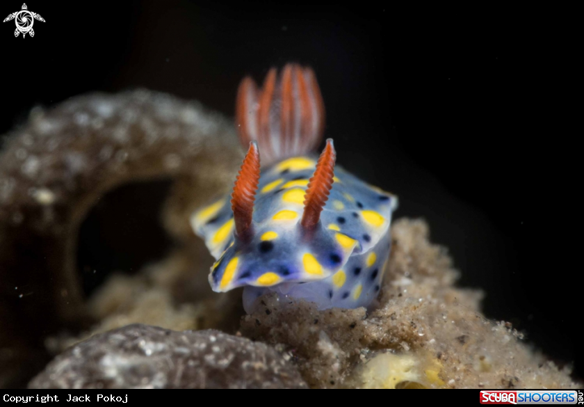 A Hypselodoris roo