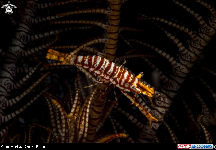 A Crinoid shrimp