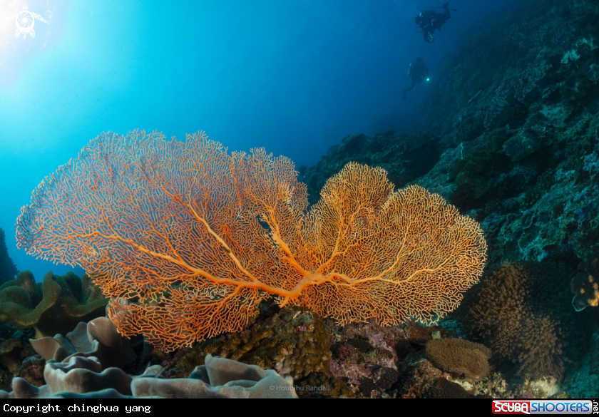 A seafan