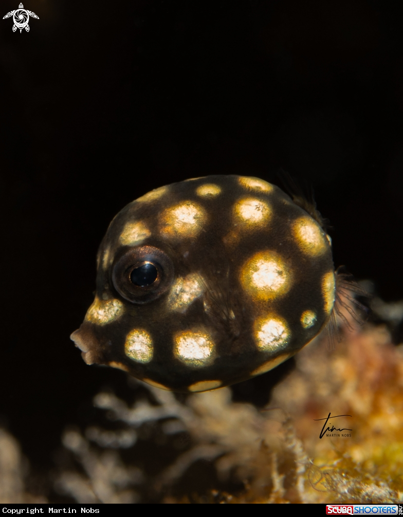 A Smooth Trunkfish