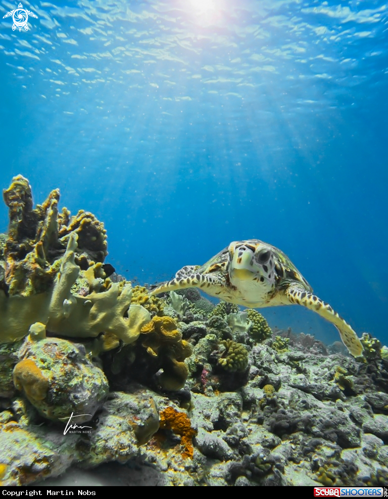A Hawksbill Seaturtle