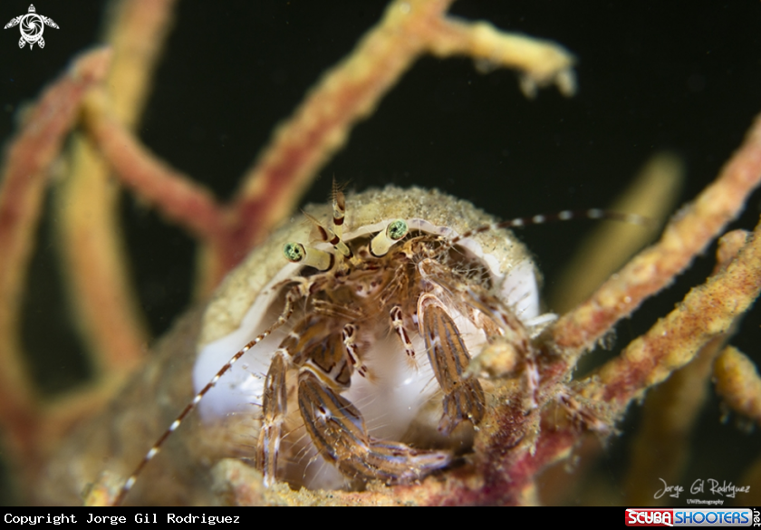 A Hermit crab