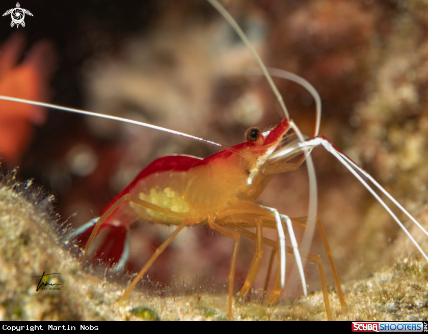 A Caribbean cleaner shrimp