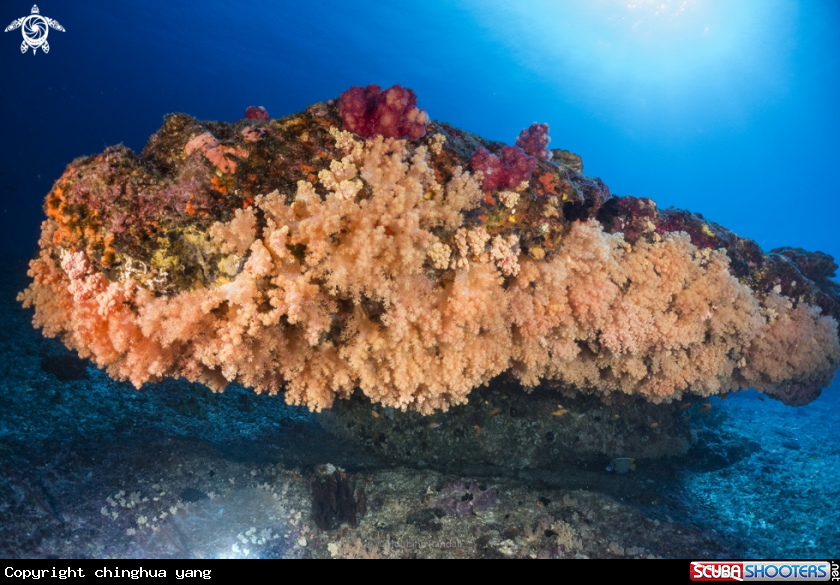 A softcoral