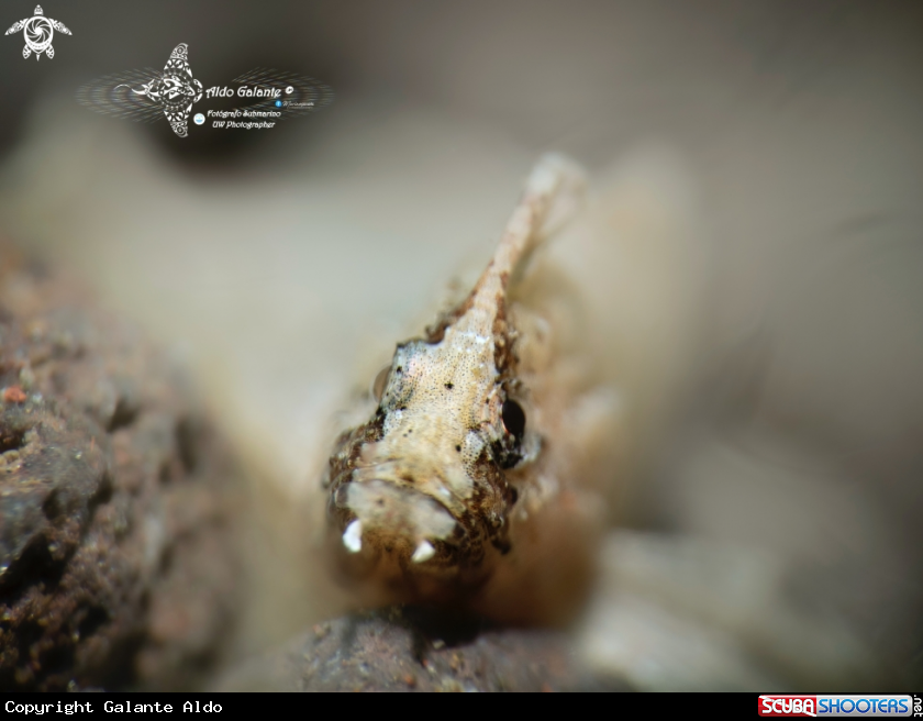 A Spiny Wasp Fish