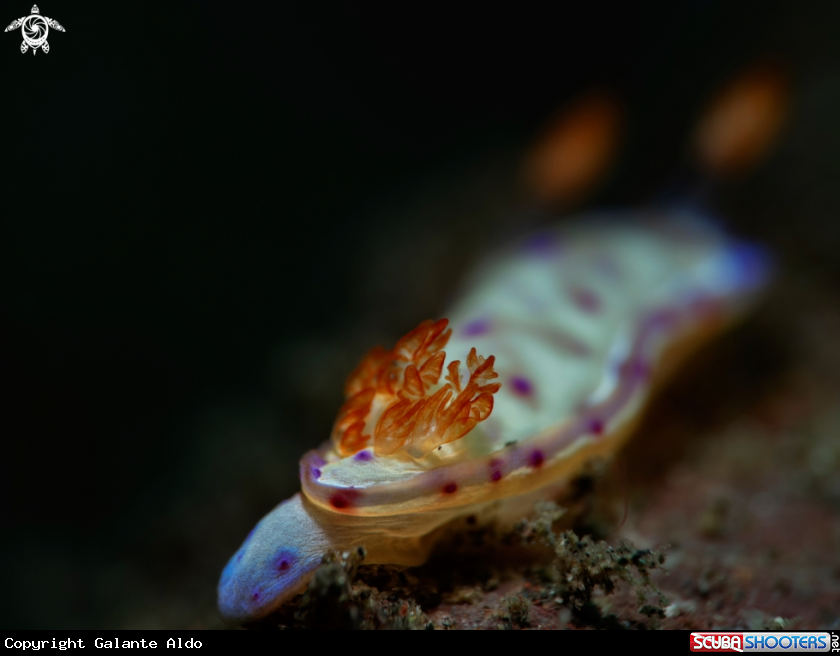 A Nudibranch