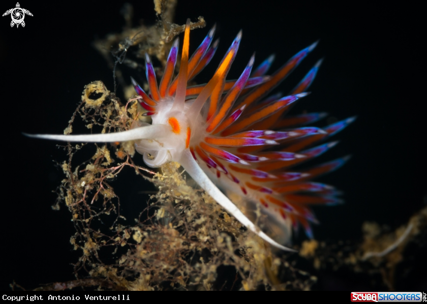 A Cratena nudibranch