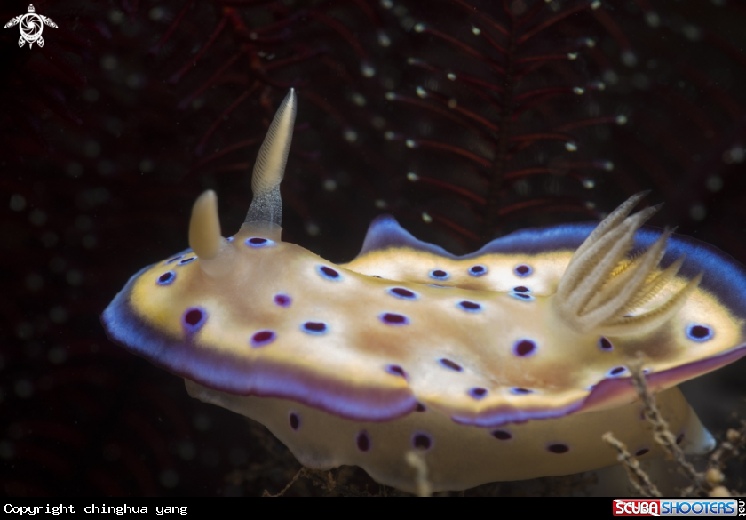 A Goniobranchus kuniei