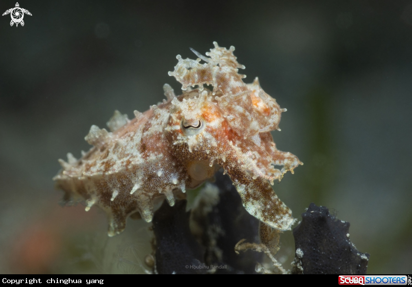 A cuttlefish